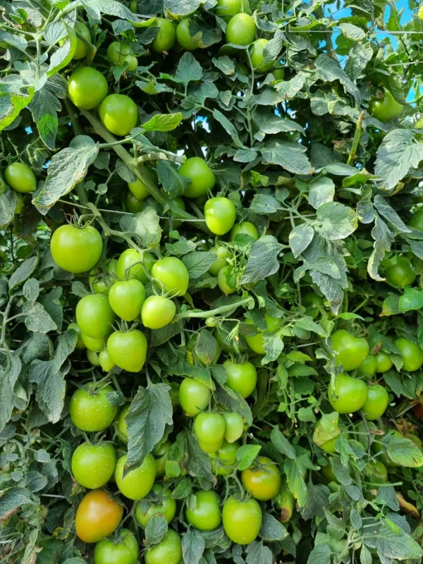 Comprar semente de tomate