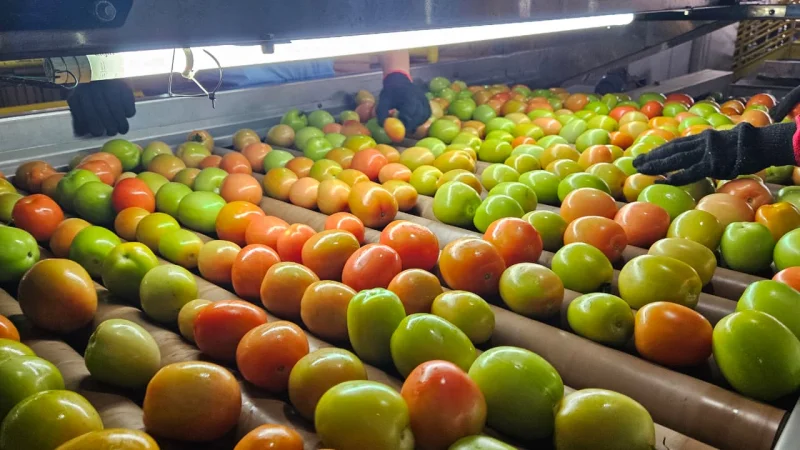 Distribuidor de frutas