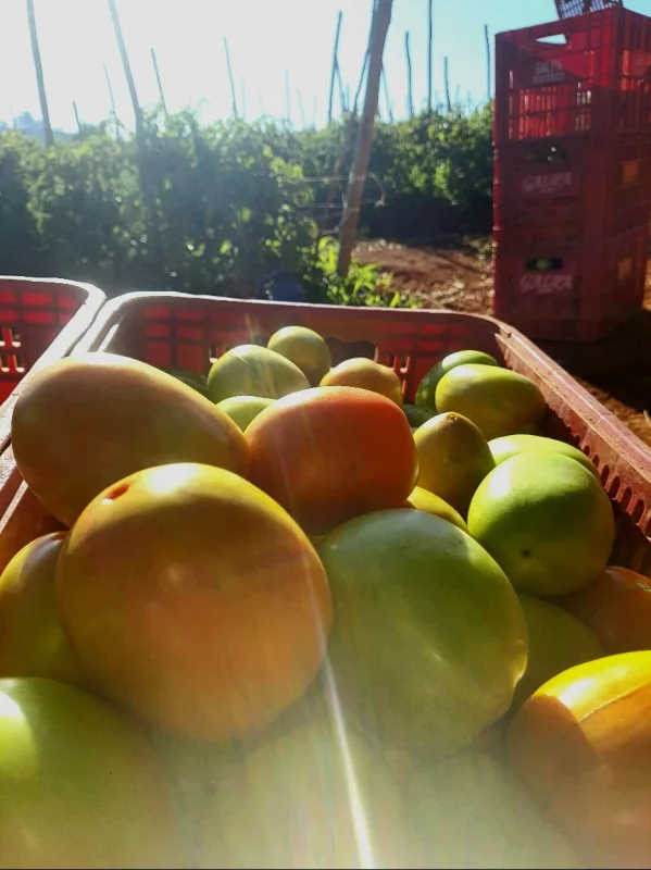 Distribuidora de frutas para ceasa