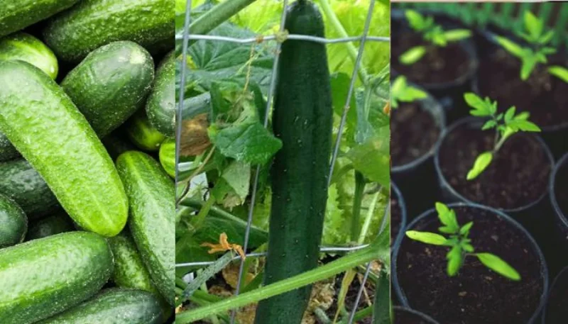 Distribuidora de hortifruti em Minas Gerais