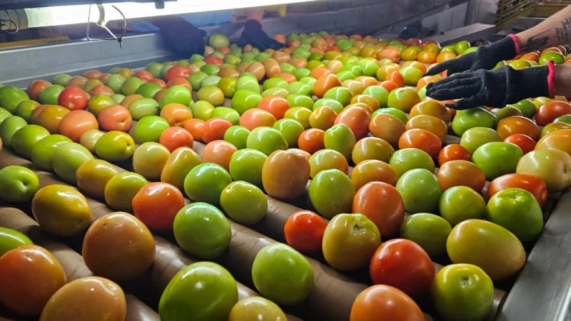 Distribuidora de tomate