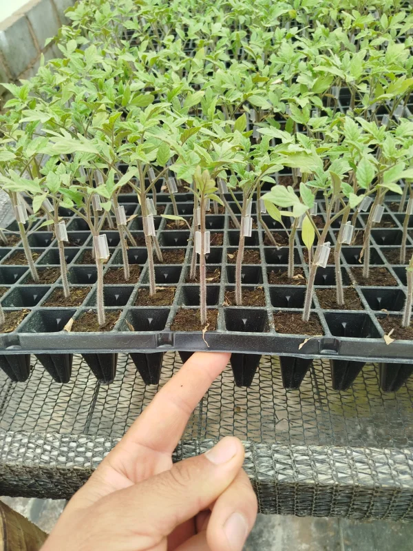 Enxertia de frutiferas