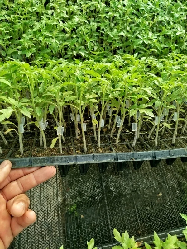 Enxerto de mudas em Minas Gerais