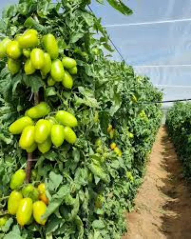 Fornecedor de frutas em Minas Gerais