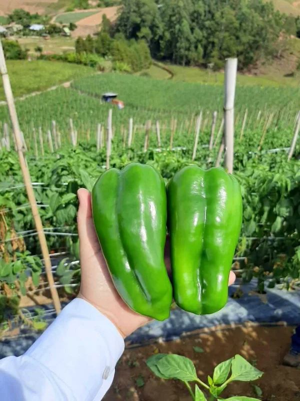 Fornecedor de legumes