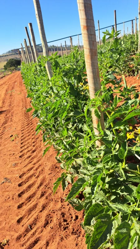 Fornecedor de tomate claudety
