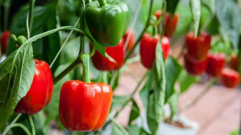 Fornecedor de verduras