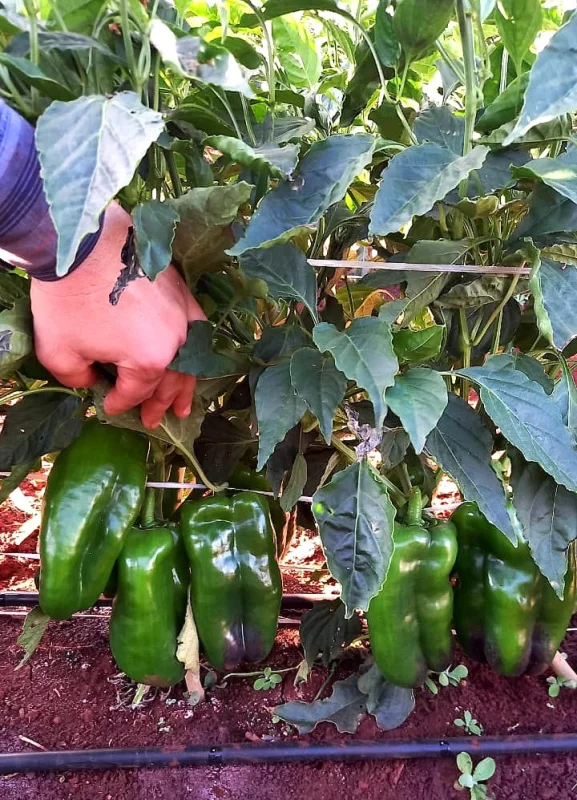 Semente de pimentão