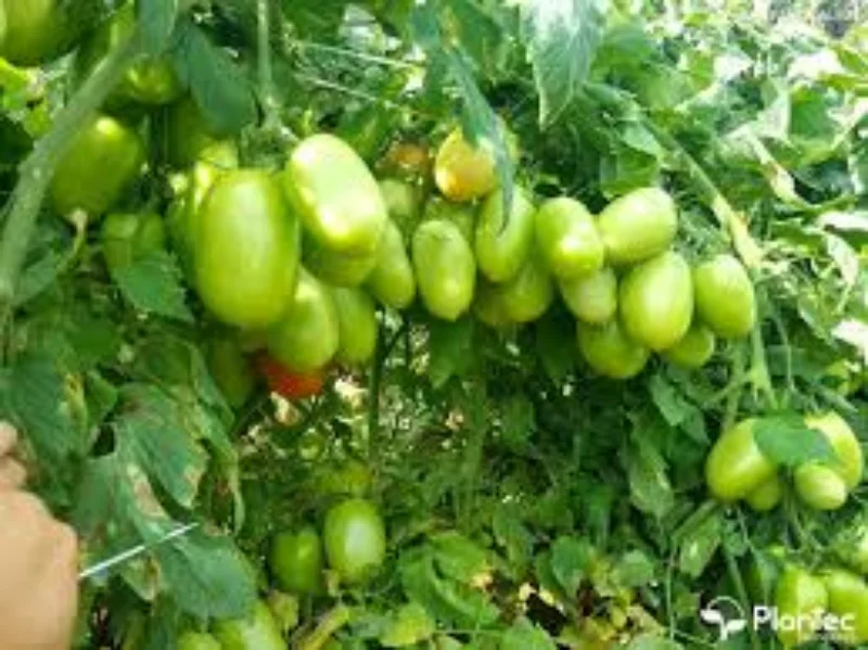 Semente de tomate guará